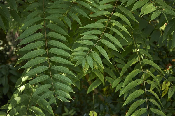 Juglans Nigra Branche Avec Des Feuilles Des Fruits Frais — Photo