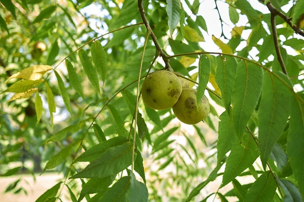 Juglans Nigra Branche Avec Des Feuilles Des Fruits Frais — Photo