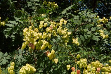 Koelreuteria paniklemesinin görüntüsü
