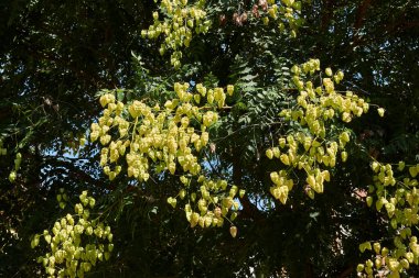 Koelreuteria paniklemesinin görüntüsü