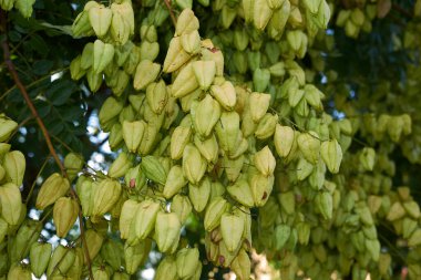Koelreuteria görüntüsü panikle