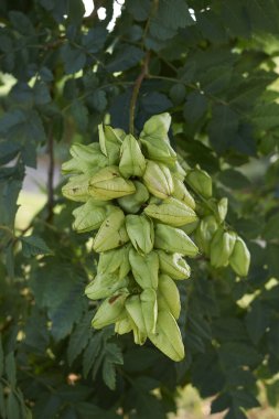 Koelreuteria meyvenin görüntüsü