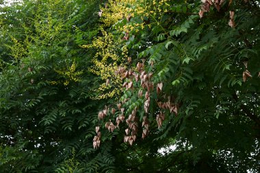 Koelreuteria görüntüsü panikle