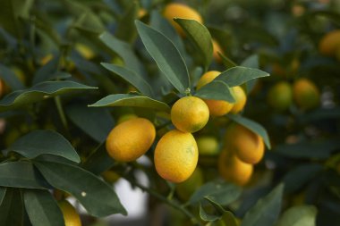 Meyveli Kumkat bitkileri