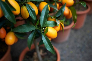Meyveli Kumkat bitkileri