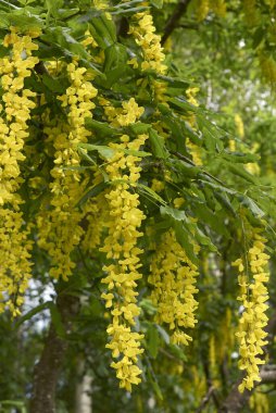 Laburnum anagyroidlerinin görüntüsü