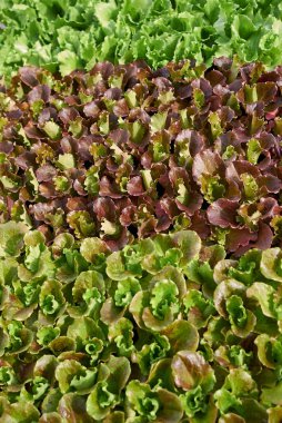 Taze renkli Lactuca sativa bitkileri