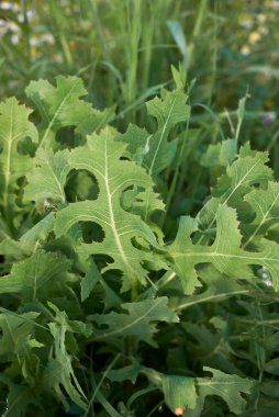 Taze Lactuca serriola yaprakları