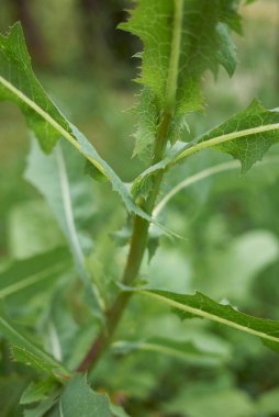 Lactuca serriola taze yapraklar yakın çekim