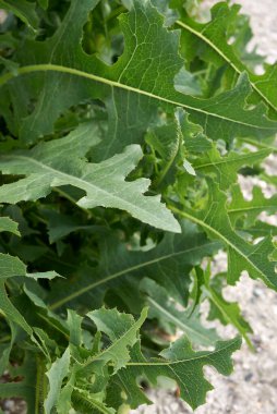 Lactuca serriola prilli yaprakları ve sarı çiçekler kapanıyor