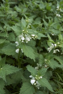 Lamium albümü beyaz inflorescence