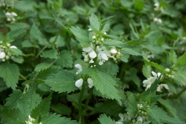 Lamium albümü beyaz inflorescence