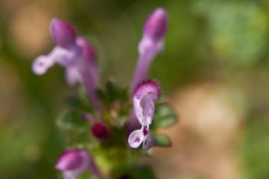Lamium amplexicaule çiçeğinin görüntüsü