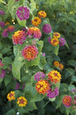 Lantana Camara çiçek açmış.