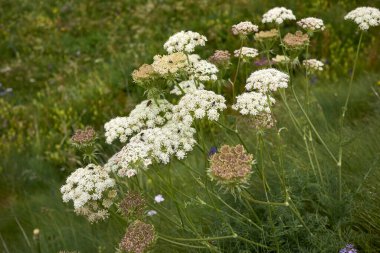 Laserpitium halleri beyaz infloresans