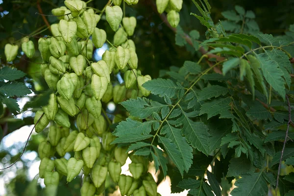 Koelreuteria Paniculata Kilátása — Stock Fotó