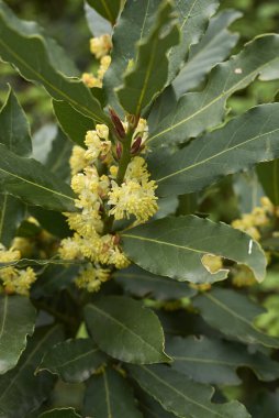 Laurus nobilis çiçeğinin manzarası