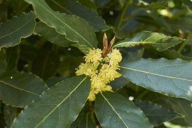 Laurus Nobilis 'in sarı kabartmalı şubesi