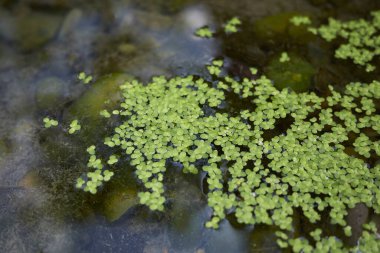 Lemna su üzerinde yüzen küçük bitki
