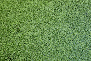 Lemna su üzerinde yüzen küçük bitki