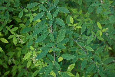 Mor çiçekler ve taze Lespedeza bicolor çalılığı.