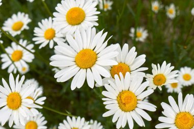 Leucanthemum vulgare çiçek açtı