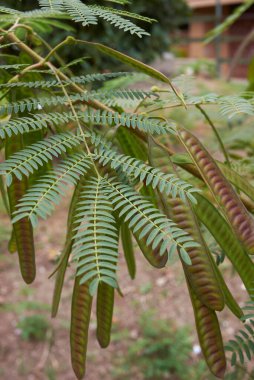 Leucaena löcocephala ağacı, çiçek ve tohum kapsülü