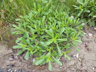 lucanthemum vulgare yeşil yaprakları