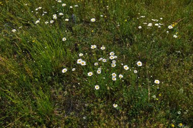 Leucanthemum vulgare çiçek açtı