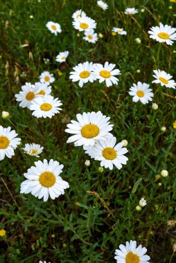Leucanthemum vulgare çiçek açtı