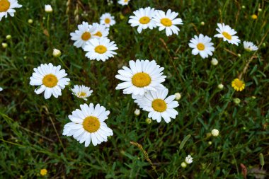 Leucanthemum vulgare çiçek açtı