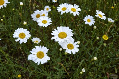 Leucanthemum vulgare çiçek açtı