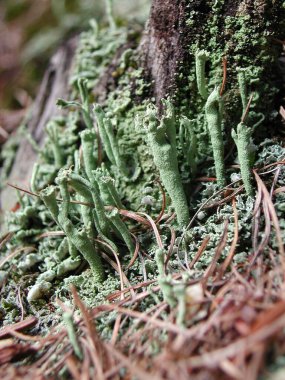 farklı türde liken.