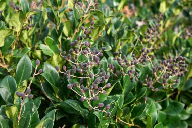 Mavi meyveli Ligustrum japonicum şubesi