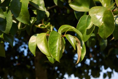 Ligustrum lucidum şubesini kapatın.