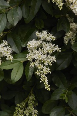 Ligustrum vulgare çiçeğinin görüntüsü