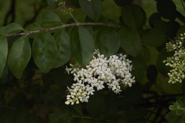 Ligustrum vulgare çiçeğinin görüntüsü