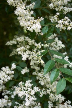 Ligustrum vulgare beyaz infloresans