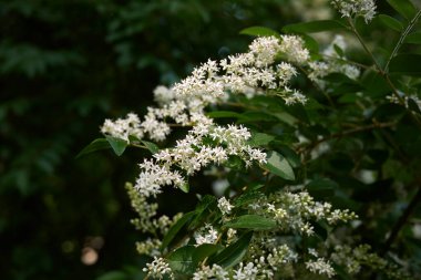 Ligustrum vulgare beyaz infloresans