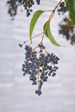 Ligustrum lucidum böğürtlenlerinin görüntüsü