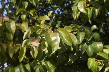 Ligustrum lucidum şubesini kapatın.
