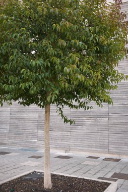 Ligustrum lucidum şubesini kapatın.