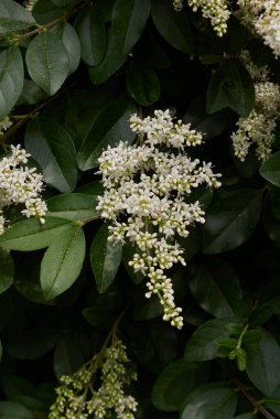 Ligustrum vulgare beyaz infloresans