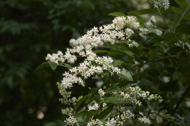 Ligustrum vulgare beyaz infloresans