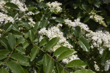 Ligustrum vulgare 'nin beyaz kokulu çiçeği.