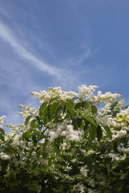 Ligustrum vulgare 'nin beyaz kokulu çiçeği.