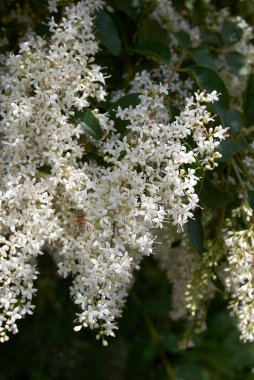 Ligustrum vulgare 'nin beyaz kokulu çiçeği.