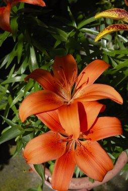 Renkli Lilium çiçeğinin görüntüsü