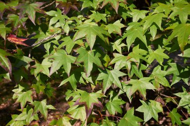 Liquidambar styraciflua ağacının çok renkli yaprakları