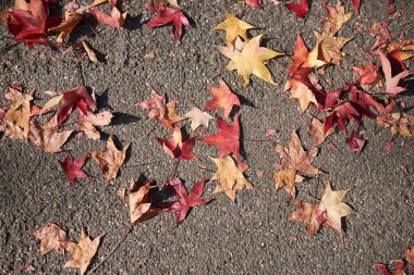 Liquidambar styraciflua ağacının çok renkli yaprakları